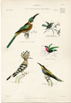 Hummingbirds, etc.