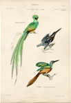 Trogon, Kingfisher