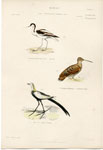 Avocet, etc.