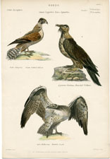 Falcon, Vulture, Eagle