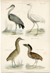 Heron, Egret, etc.