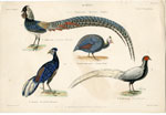 Pheasants, etc.