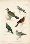 Pigeons, Doves, etc.