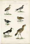 Plover, Sandpiper, etc.