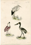 Stork, Ibis, etc.
