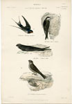 Swift, Swallows, etc.