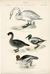 Swan, ducks, etc.