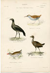 Water Rail, etc.