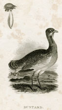 Bustard