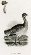 Bustard