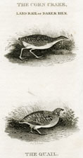 The Corn Crake, Land Rail or Daker Hen, The Quail