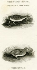 The Corn Crake, Land Rail or Daker Hen, The Quail