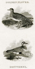 Golden Plover, Dotterel