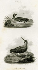 Teal, Jack Snipe