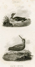 Teal, Jack Snipe