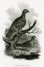 Wood Grouse