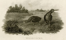 Woodcocks