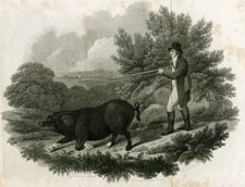 Boar hunting
