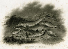 Group of Fish