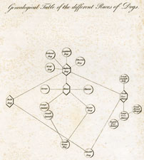 Geneological Table of the different Races of Dogs