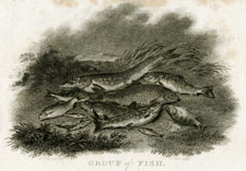 Group of Fish