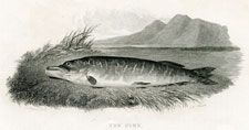 The Pike