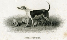 Fox Hound