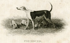 Fox Hound