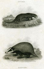 Otter and Badger