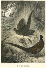 Pheasants