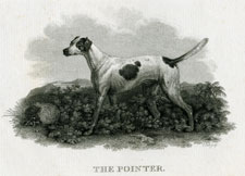 The Pointer