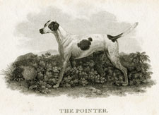 The Pointer