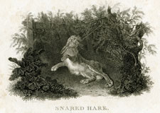 Snared Hare
