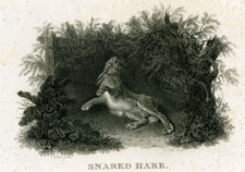 Snared Hare