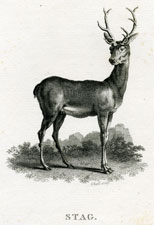 Stag