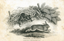 Terrier and Rabbit by Howitt
