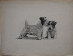 Antique dog photogravure