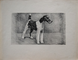 Antique dog photogravure