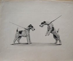 Antique dog photogravure