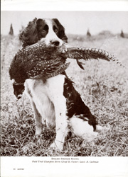 English Springer Spaniel