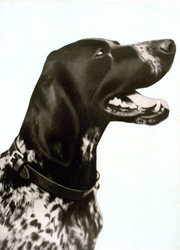 German Pointer