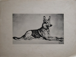 Antique dog photogravure of a German Shepherd