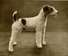 Miscellaneous vintage and antique dog prints