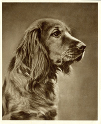 Irish Setter