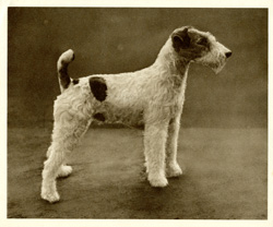 Old-fashioned English Terriers