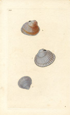 COMMON COCKLE