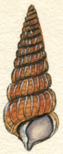 Detail from Plate 94—Strombus