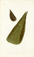 Thorny Wing, or Sea Ham Plate 10