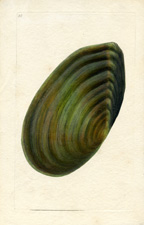 GREAT HORSE, OR SWAN MUSCLE [SIC] [MUSSEL]