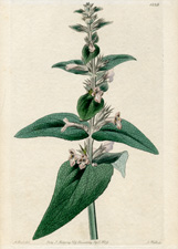 Sage-leaved Stachys